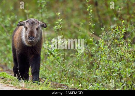 / Sichuan takin du Tibet (Budorcas taxicolor tibetana) jeune veau qui a perdu sa mère, Tangjiahe Réserve naturelle nationale,Qingchuan County, province du Sichuan, Chine Banque D'Images