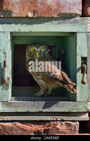 Chouette chevêche (Athene noctua) perché dans le mur. Le Delta du Danube, en Roumanie. Mai. Banque D'Images