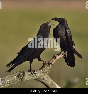 Grand corbeau (Corvus corax) paire perching on branch. Le Delta du Danube, en Roumanie, en mai. Banque D'Images