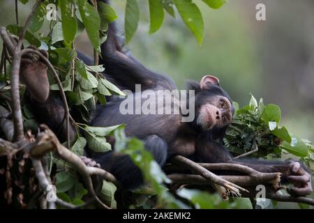 Chimpanzé (pan troglodytes verus) 'Fanwaa» 5 ans mâle juvénile à côté de sa mère dans un nid. Bossou, République de Guinée. Banque D'Images