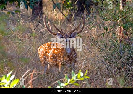 Chital deerl (Axis axis ), homme avec de grands bois, Bandhavgarh National Park, Bandhavgarh, Inde. Banque D'Images