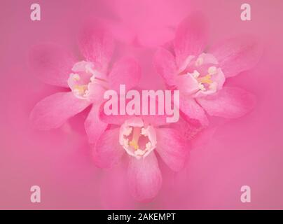 Groseillier à fleurs (Ribes sanguineum), close up de fleurs roses. Banbridge, comté de Down, Irlande du Nord, Royaume-Uni. Avril. Image composite. Banque D'Images