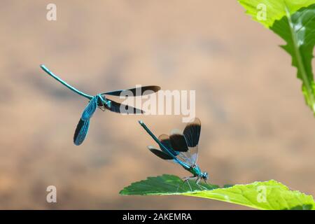 Belle demoiselle demoiselle (Calopteryx virgo) volant au-dessus des mâles bagués Demoiselle (Calopteryx splendens) mâle Fortengordel Antwerpen, Antwerpen, Belgique. Juin Banque D'Images