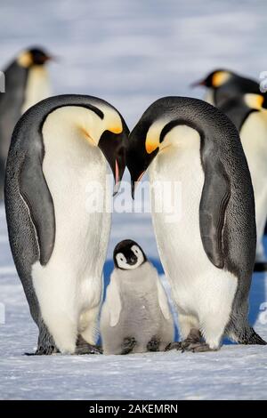 Manchot Empereur (Aptenodytes forsteri) deux adultes avec jeune poussin, Gould Bay, mer de Weddell, l'Antarctique. Banque D'Images