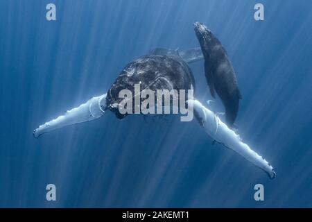 Baleine à bosse (Megaptera novaeangliae australis) féminin, à l'arrêt avec en-tête de veau à la surface pour respirer de l'air. Vava'u, Tonga, Pacifique Sud. Banque D'Images