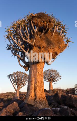 Sociable weaver (Philetairus socius) nichent dans des arbres carquois (Aloidendron dichotomum) Quiver Tree Forest, Keetmanshoop, la Namibie. Banque D'Images