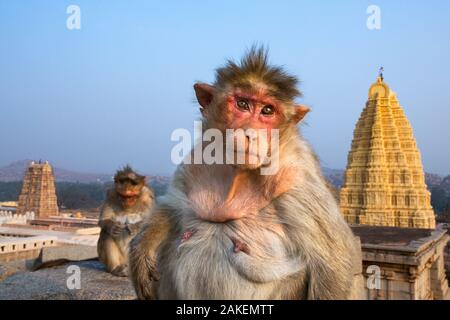 Bonnet macaque (Macaca radiata) femme assise sur des rochers avec le Temple Virupaksha en arrière-plan . Hampi, Karnataka, Inde. Banque D'Images