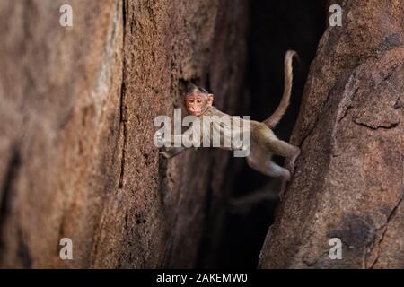 Bonnet macaque (Macaca radiata) escalade juvénile dans une crevasse rock . Hampi, Karnataka, Inde. Banque D'Images