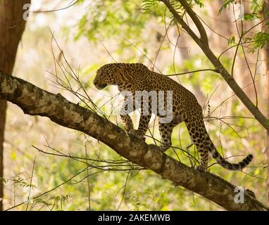 Leopard (Panthera pardus) escalade en arbre. Guatemala City, le Parc National de Nagarhole, Karnataka, Inde. Banque D'Images