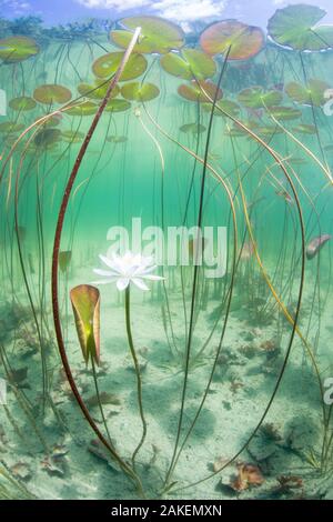 Nénuphar (Nymphaea alba) fleur qui a ouvert sous l'eau dans un lac. Alpes, Ain, France, juin. Banque D'Images