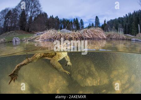 Duplex vue du mâle crapaud commun (Bufo bufo) en attente d'une femelle au cours de la saison de reproduction dans le lac, Ain, Alpes, France. Avril. Banque D'Images