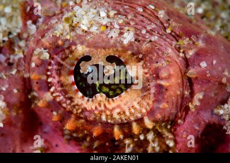 Devil scorpionfish (Scorpaenopsis diabolus) close up of eye, Pak Lap Tsai, Sai Kung, Hong Kong, Chine. Banque D'Images