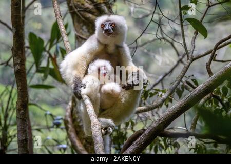 Propithèque soyeux (Propithecus candidus), femme avec bébé assis dans le sous-étage de la forêt tropicale. La forêt tropicale de montagne de moyenne altitude, le Parc National de Marojejy, au nord-est de Madagascar. Banque D'Images