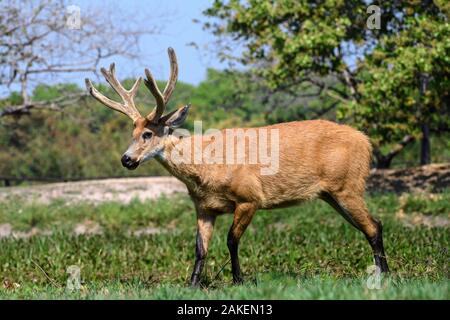 Cerf des marais (Blastocerus dichotomus), Stag. Pousada Alto do Cajueiro, nord Pantanal, Mato Grosso, Brésil. Banque D'Images