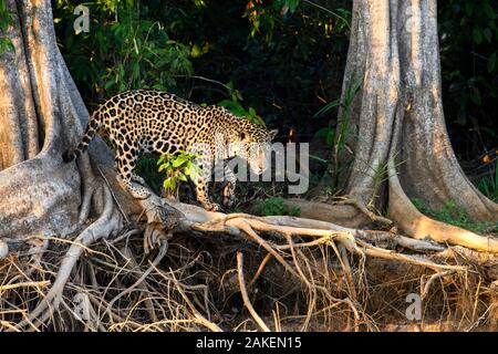 Jaguar (Panthera onca palustris), homme la chasse entre les racines des arbres au bord du fleuve Cuiaba. Trois frères, Porto Jofre, nord Pantanal, Mato Grosso, Brésil. Août 2017. Banque D'Images