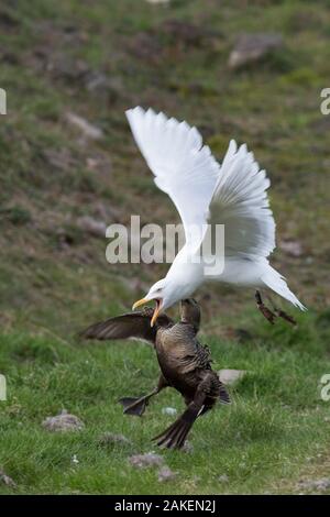 Canard eider à duvet (Somateria mollissima) femmes défendant contre nid Goéland bourgmestre (Larus hyperboreus) au Spitzberg, Svalbard, Norvège. De juin. Banque D'Images