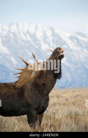 Shiras orignal (Alces alces shirasi) mâle, flehmen réponse / curling lèvre avec montagnes en arrière-plan, Parc National de Grand Teton, Wyoming. Banque D'Images