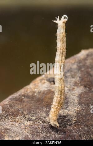 Larve de tipule (Tipula sp.), l'Europe, en novembre, en conditions contrôlées Banque D'Images