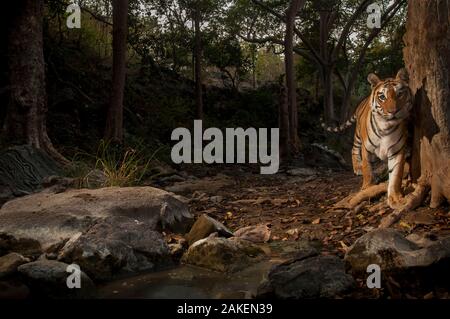 Tigre du Bengale (Panthera tigris tigris) dans la clairière. Piège de l'appareil photo de l'image. Pench National Park, le Madhya Pradesh, en Inde. Janvier 2018. Banque D'Images