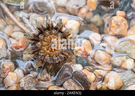 Cheiridopsis, capsule de graines des espèces en réponse à la pluie. Le Namaqualand, Afrique du Sud. Banque D'Images