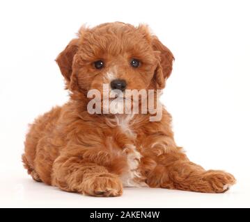 Cavapoo chiot couché avec la tête relevée. Banque D'Images