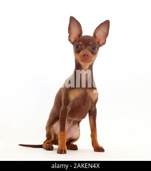 Brown et feu chiot pinscher nain, avec les oreilles. Banque D'Images