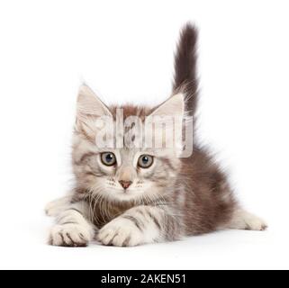 Silver Tabby kitten, Freya, l'âge de 8 semaines. Banque D'Images