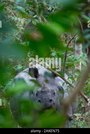 L'Asie à une corne rhinoceros (Rhinoceros unicornis), Parc national de Chitwan, Népal, plaines du Teraï intérieur. Banque D'Images