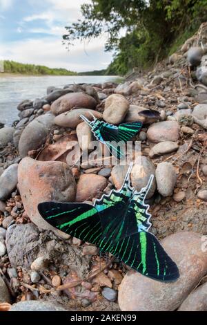 Green-banded urania Urania leilus (papillons) sels potable de la rivière riche en minéraux de l'argile, un comportement connu comme "flaques". Sur les rives de la rivière Manu, Réserve de la biosphère de Manu, l'Amazonie, au Pérou. Novembre. Banque D'Images