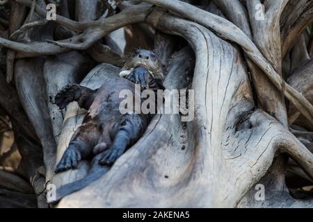 La loutre géante (Pteronura brasiliensis) reposant sur un arbre tombé dans le Rio Cuiaba, Brésil Banque D'Images