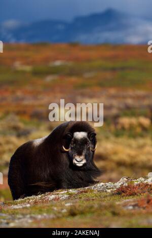 Le boeuf musqué (Ovibos moschatus) dans la toundra avec montagnes en arrière-plan, le Parc National de Dovrefjell, la Norvège. Septembre 2018. Banque D'Images