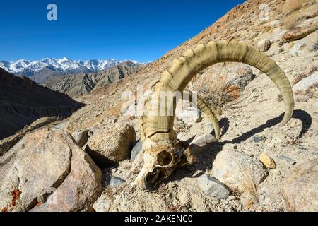 Crâne d'un mâle BOUQUETIN (CAPRA sibirica himalayen) tués par un léopard des neiges, couché sur la pente rocheuse escarpée. Himalaya, Ladakh, Inde du nord. Banque D'Images