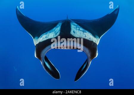 Oceanic manta (Mobula birostris). Cousins Rock, l'île de San Salvador, l'île de Santiago, au Parc National des Galapagos, îles Galapagos. À l'Est de l'océan Pacifique. Banque D'Images