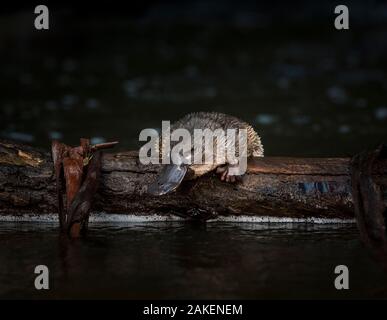 Jeune ornithorynque (Ornithorhynchus anatinus) est publié sur un log in MCMAHON Creek, Yarra Ranges, Victoria, Australie. Photographié dans des conditions contrôlées . Septembre. Banque D'Images
