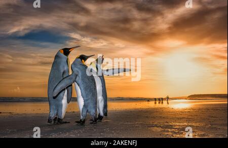 Le manchot royal (Aptenodytes patagonicus) au lever du soleil. Deux hommes et une femme, avec les hommes qui luttent pour l'attention de la femelle. Îles Malouines. 2018 photographe de la faune de l'année Prix du choix du LUMIX, Félicité Banque D'Images