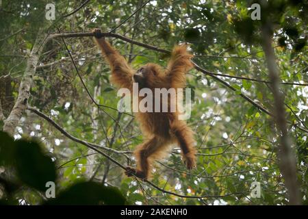 Tapanuliensis Tapanuli Orangutan (Pongo) Beti, la femme, fille de Beta, dans les arbres, Batang Toru Forêt, Projet de Conservation de l'orang-outan de Sumatra, Sumatra du Nord, Province de l'Indonésie Banque D'Images