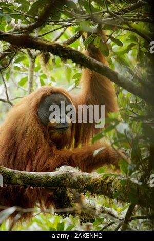 Tapanuliensis Tapanuli Orangutan (Pongo). Togus, adulte mâle à bride. Batang Toru Forêt, Projet de Conservation de l'orang-outan de Sumatra, Sumatra du Nord, Province de l'Indonésie. Banque D'Images