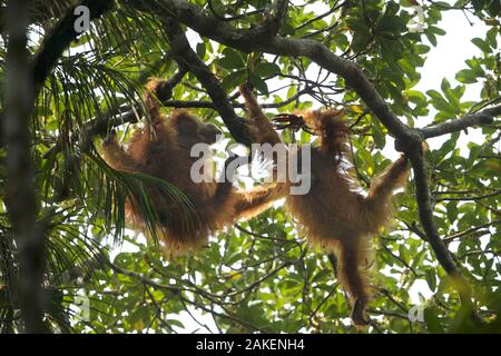 Tapanuliensis Tapanuli Orangutan (Pongo) Beti, femelle juvénile à environ l'âge de 6 ans, jouant avec la mère, Bêta, Batang Toru Forest,Projet de Conservation orang-outan de Sumatra Sumatra du Nord, Province, de l'Indonésie. Banque D'Images