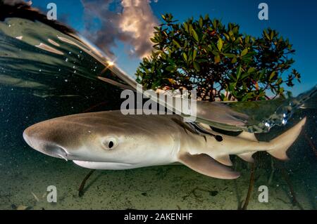 Petit requin citron (Negaprion brevirostris) dans la forêt de mangrove qui agit comme une pépinière pour les juvéniles de cette espèce. Eleuthera, Bahamas. Banque D'Images