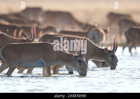 Saïga (Saiga tatarica) hommes Astrakhan potable, steppe du sud de la Russie. Banque D'Images