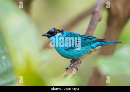 Calliste à cou doré - Tangara ruficervix tangara bleu magnifique, de l'ouest, les pentes des Andes, en Équateur. Amagusa Banque D'Images