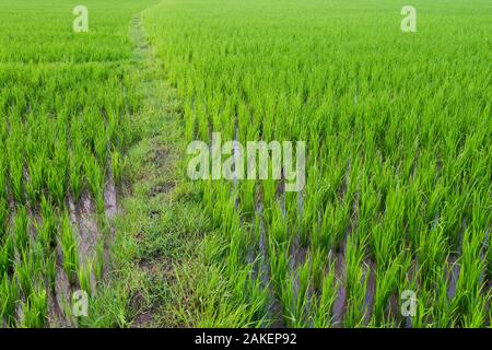 Regardant vers le bas sur la piste boueuse menant à travers les rizières dans le sud de l'Inde Banque D'Images