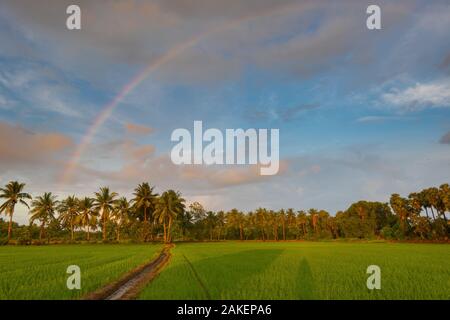 Au lever du soleil, arc-en-ciel sur champ de riz par jour nuageux dans le sud de l'Inde Banque D'Images