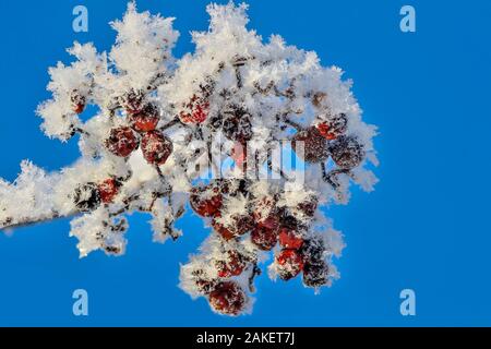 Grappe de baies rowan rouge avec hoarfrost couvert de près, sur fond de ciel bleu. Belle décoration de la nature et de saison d'hiver de l'hiver Banque D'Images