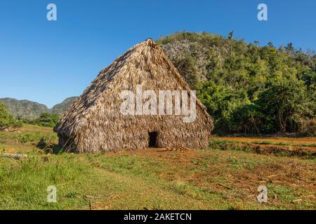 Un séchage du tabac dans la vallée de Vinales, Cuba. Banque D'Images