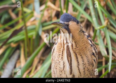 Fermer voir le butor étoilé (Botaurus stellaris) dans la région de Reed Grass Banque D'Images