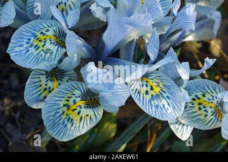 (Iris nain Katharine Hodgkin 'Iris Katharine Hodgkin'). Appelé aussi iris d'orchidées. Hybride entre l'iris et iris histrioides winogradowii. Banque D'Images