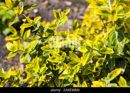 Euonymus fortunei (Direction générale des noms communs ou de la fusée la fusée de Fortune, hiver ou wintercreeper réducteur), le cultivar 'Emerald 'n' Gold' fermer Banque D'Images