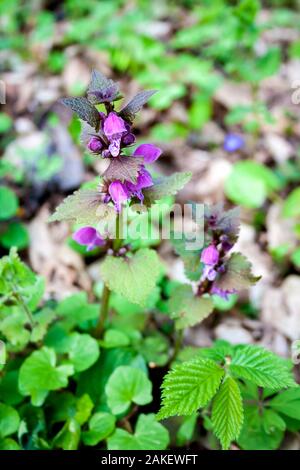 Lamier rouge (Lamium purpureum) libre au printemps Banque D'Images