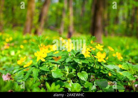 Anemone ranunculoides anémone jaune (jaune, l'anémone des bois ou anemone buttercup) croissant dans la forêt au printemps Banque D'Images